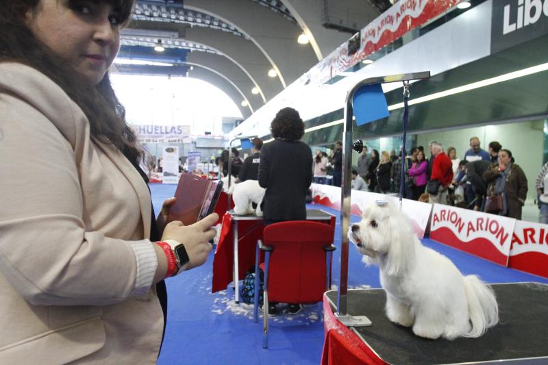 Parte de la actividad del Salón de la Mascota organizado por la Cámara de Comercio de Avilés tiene que ver con la peluquería canina