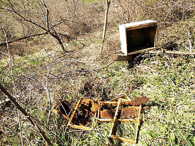 Las colmenas de Miel Estrella Polar, completamente destrozadas. 