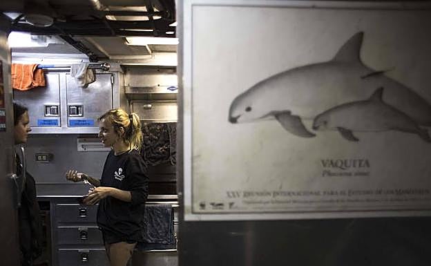 Dibujo de una vaquita en un barco de defensores de su conservación. 