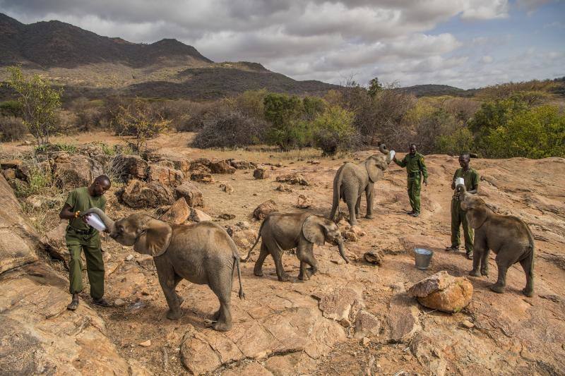 La foto muestra a un grupo de trabajadores alimentando elefantes bebés en el Santuario Reteti Elephant, en el norte de Kenia, el 11 de febrero de 2017.