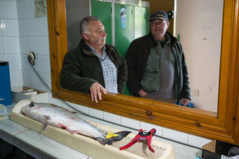 Juan Antonio González Menéndez ha capturado en la zona libre de El Arcu, en el río Sella, el primer salmón de la temporada. Se trata de un ejemplar de más de siete kilos que se subastará en Cangas de Onís.