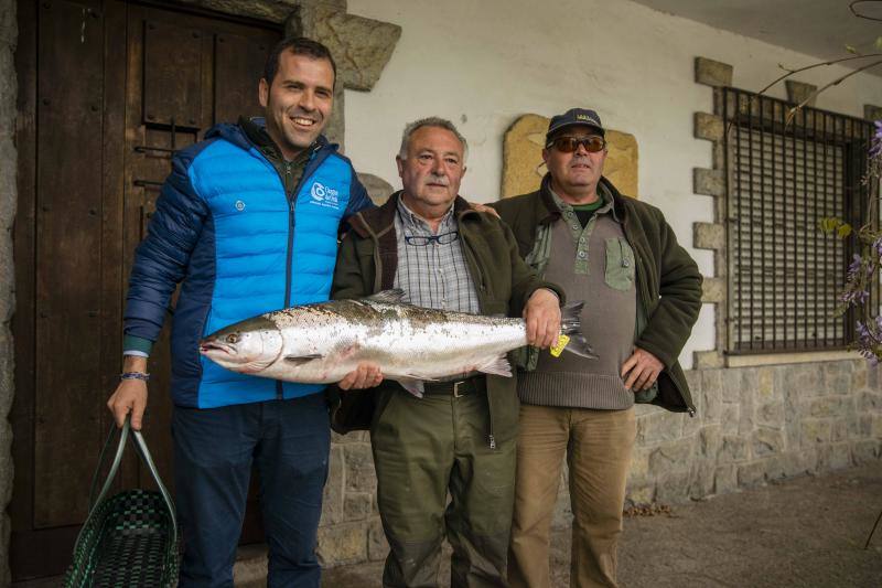 Juan Antonio González Menéndez ha capturado en la zona libre de El Arcu, en el río Sella, el primer salmón de la temporada. Se trata de un ejemplar de más de siete kilos que se subastará en Cangas de Onís.