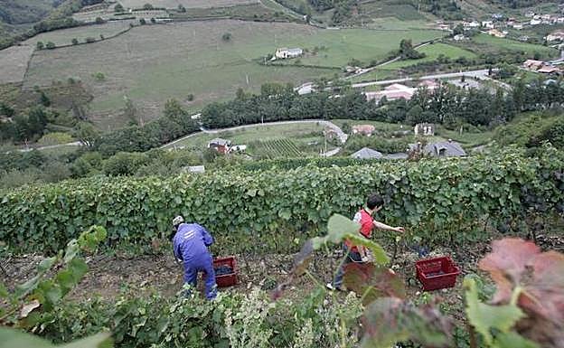 Asturias y Cantabria se alían por sus viñedos