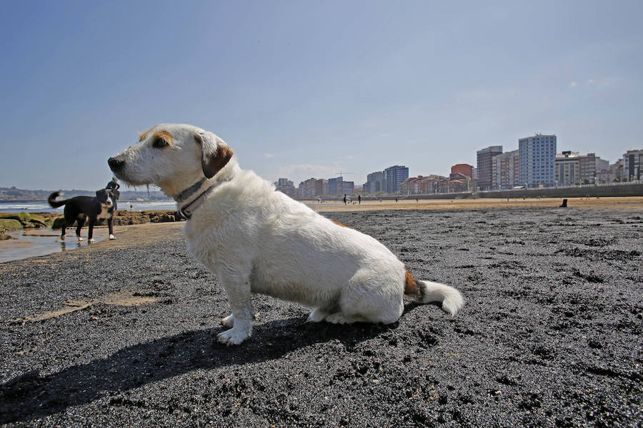 La mancha oscura ha aparecido de nuevo junto al 'pedreru' de San Pedro y se prolonga hasta la escalera número 2 del arenal gijonés