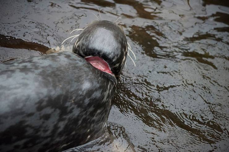 Fotos: La historia de la foca que sobrevivió con un frisbee al cuello
