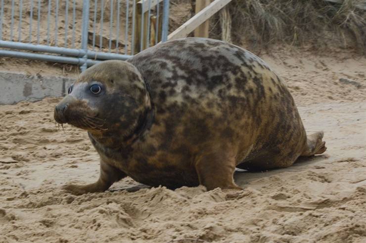 Fotos: La historia de la foca que sobrevivió con un frisbee al cuello