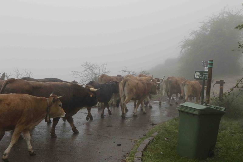 Fotos: Tradicional subida del ganado al puerto de la Montaña de Covadonga