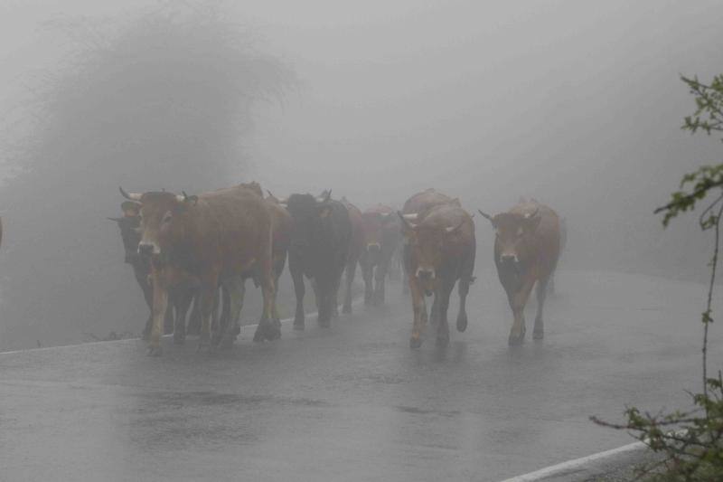 Fotos: Tradicional subida del ganado al puerto de la Montaña de Covadonga