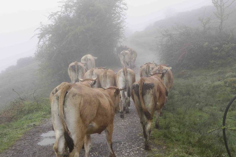 Fotos: Tradicional subida del ganado al puerto de la Montaña de Covadonga