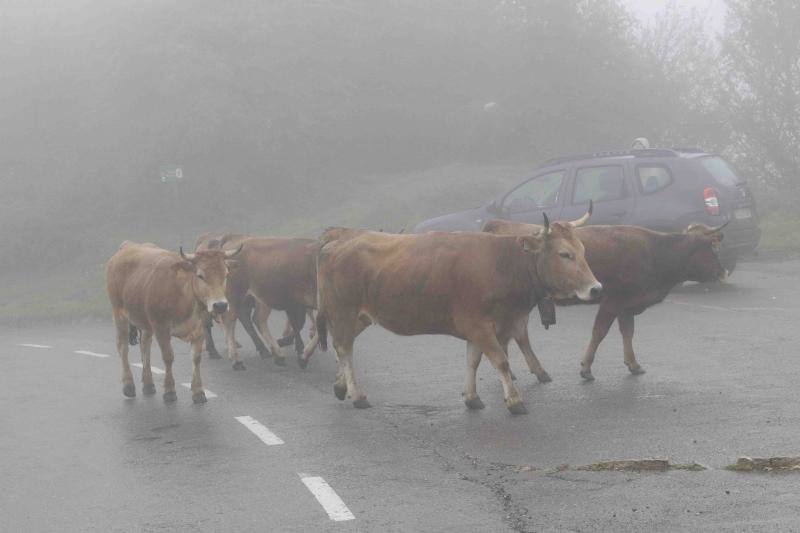 Fotos: Tradicional subida del ganado al puerto de la Montaña de Covadonga