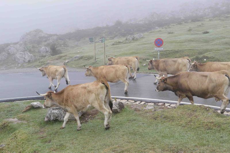 Fotos: Tradicional subida del ganado al puerto de la Montaña de Covadonga