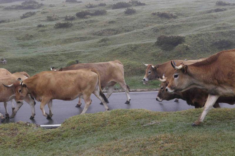 Fotos: Tradicional subida del ganado al puerto de la Montaña de Covadonga