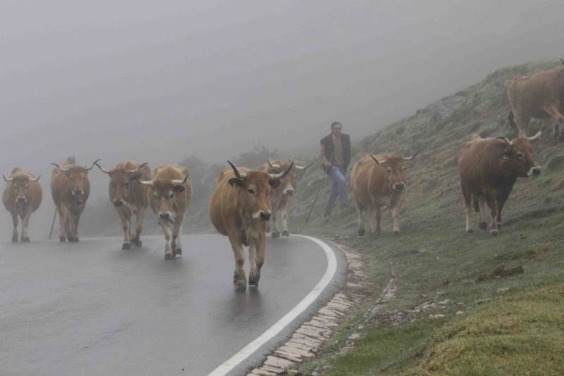 Fotos: Tradicional subida del ganado al puerto de la Montaña de Covadonga