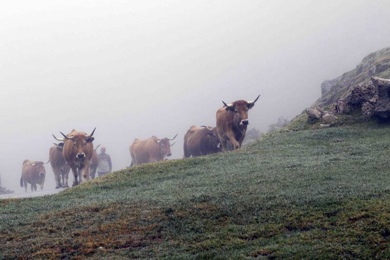 Fotos: Tradicional subida del ganado al puerto de la Montaña de Covadonga