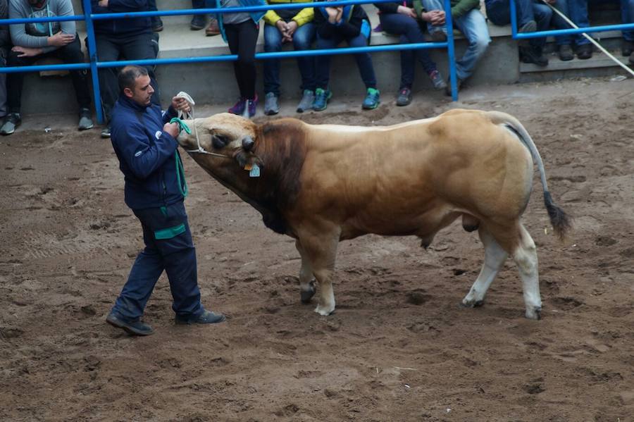 Éxito en la subasta de raza Asturiana de los Valles en Cangas del Narcea. Diecisiete sementales captaron la atención del público, que abarrotó las gradas y animó las pujas. El semental más cotizado logró 4.500 euros.