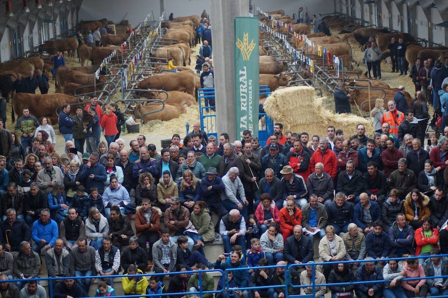 Éxito en la subasta de raza Asturiana de los Valles en Cangas del Narcea. Diecisiete sementales captaron la atención del público, que abarrotó las gradas y animó las pujas. El semental más cotizado logró 4.500 euros.