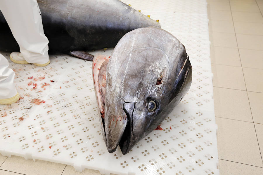 La tienda Alimerka situada en los bajos de El Molinón fue la encargada de traer a Asturias este ejemplar pescado en almadraba, un sistema artesanal y sostenible.