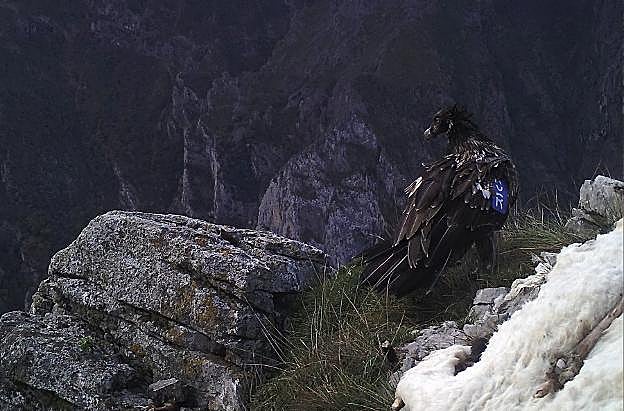 A la izquierda, el cadáver de 'Carlota' hallado ayer en Proaza y, a la derecha, el animal meses después de ser liberado en los Picos. 