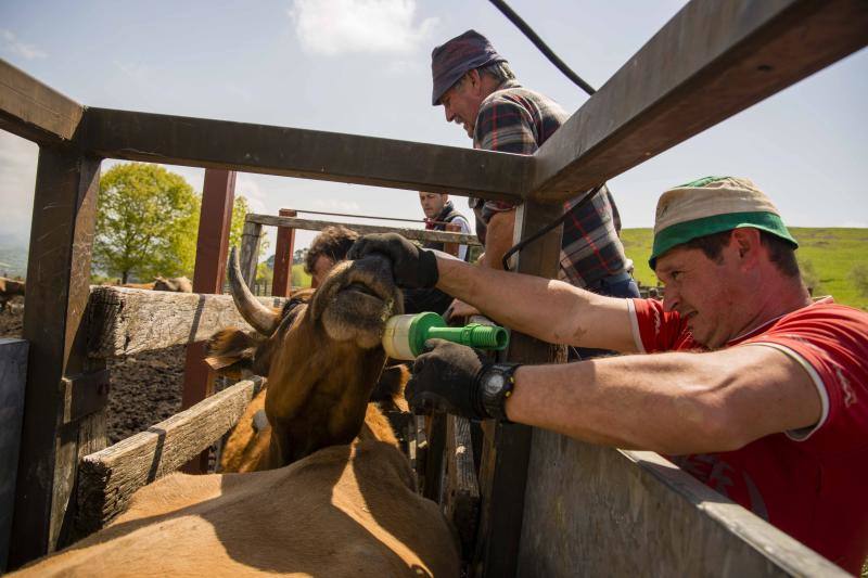 Fotos: 250 reses suben al Monte Cayón, en Infiesto