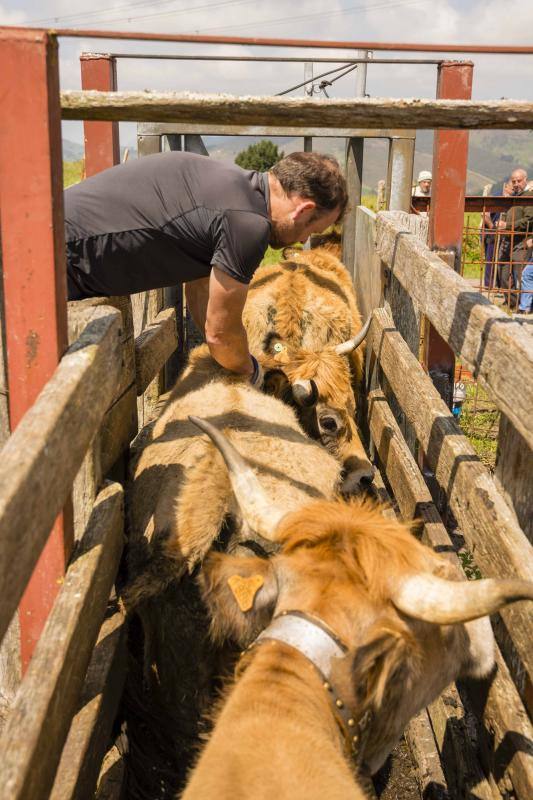 Fotos: 250 reses suben al Monte Cayón, en Infiesto