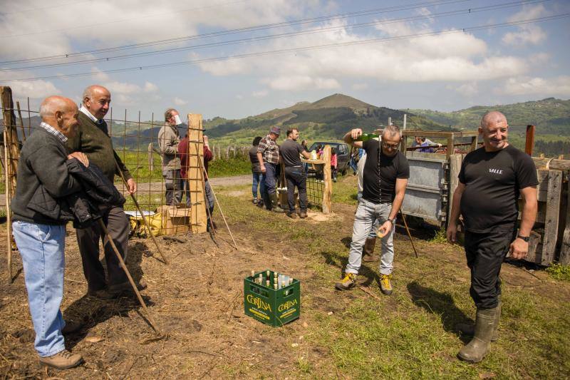 Fotos: 250 reses suben al Monte Cayón, en Infiesto