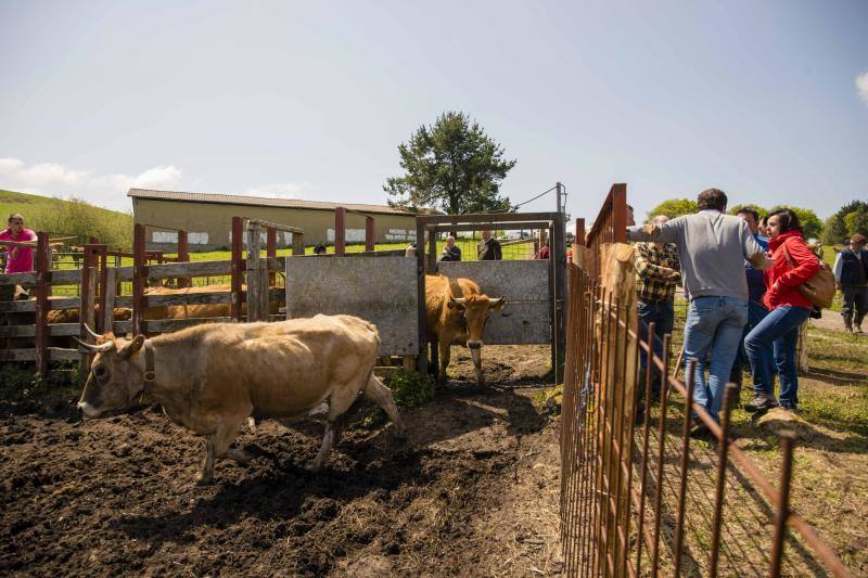 Fotos: 250 reses suben al Monte Cayón, en Infiesto