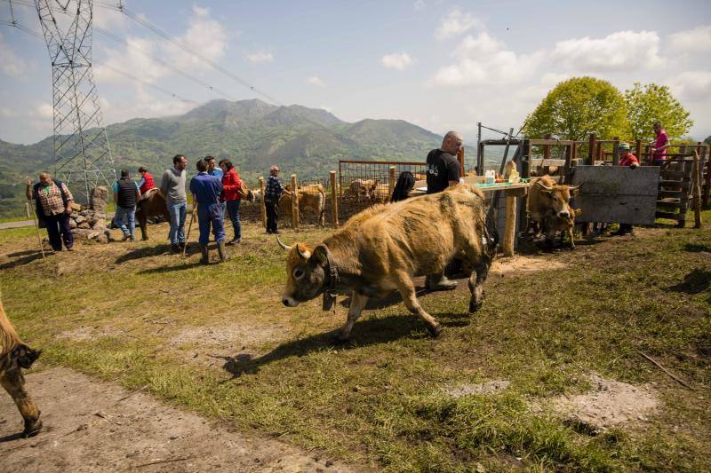 Fotos: 250 reses suben al Monte Cayón, en Infiesto