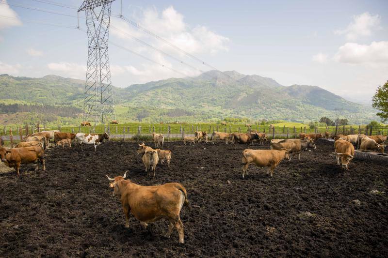 Fotos: 250 reses suben al Monte Cayón, en Infiesto