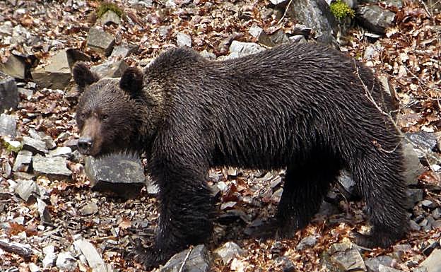 Asturias regulará las actividades de observación de osos