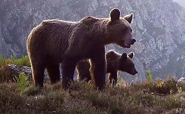 Una madre y su esbardo recorren los montes asturianos esta primavera.