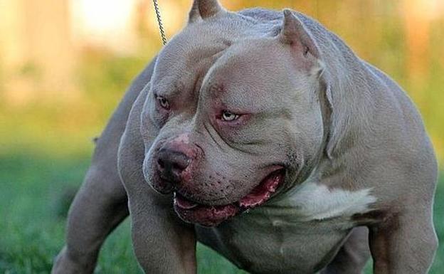 Buscan a un perro american bully de cinco años que fue «robado» en San Esteban de las Cruces 