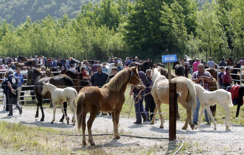 Fotos: La Ascensión celebra su mercado de ganado en Olloniego