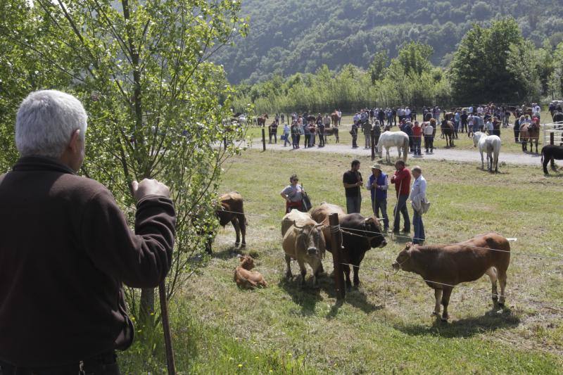 Fotos: La Ascensión celebra su mercado de ganado en Olloniego