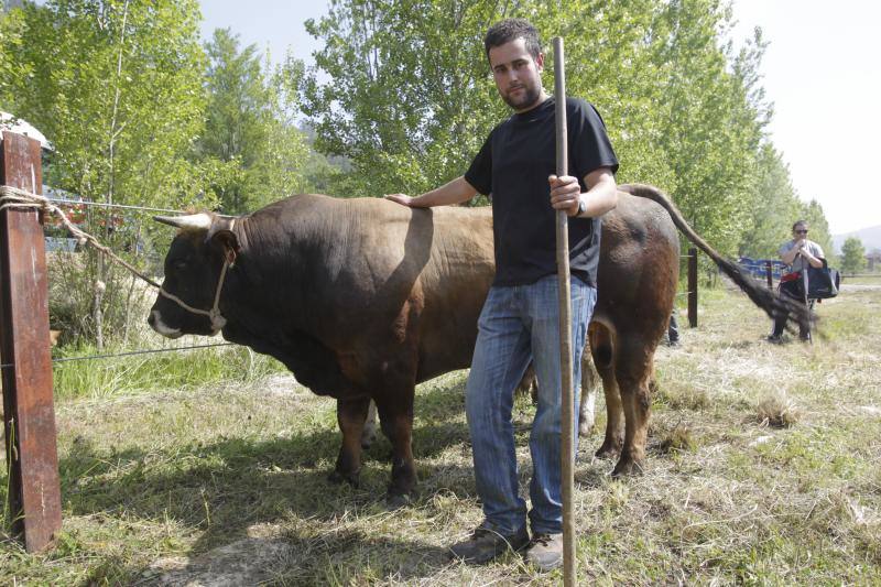 Fotos: La Ascensión celebra su mercado de ganado en Olloniego