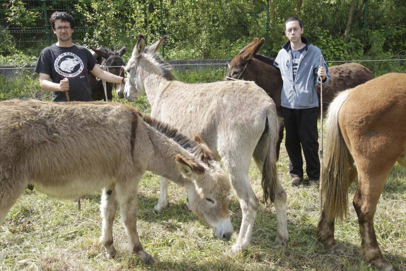 Fotos: La Ascensión celebra su mercado de ganado en Olloniego