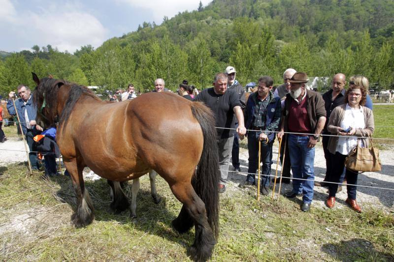 Fotos: La Ascensión celebra su mercado de ganado en Olloniego