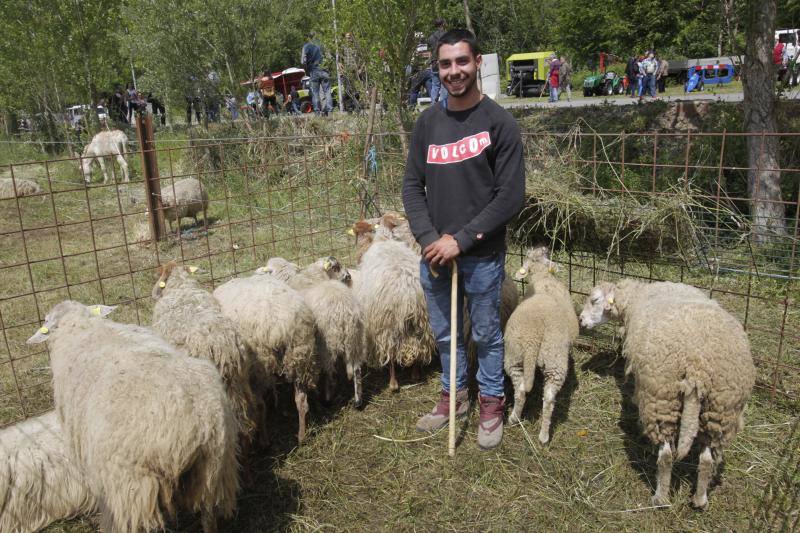Fotos: La Ascensión celebra su mercado de ganado en Olloniego