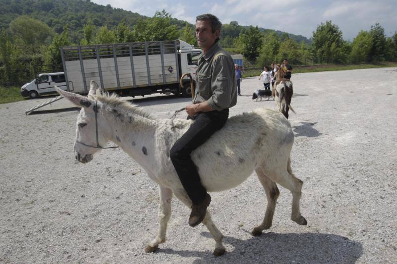 Fotos: La Ascensión celebra su mercado de ganado en Olloniego