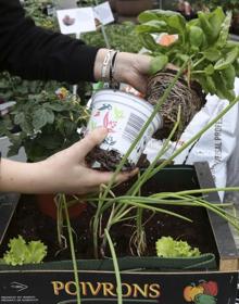 Imagen secundaria 2 - Una caja de fruta reciclada puede ser el lugar perfecto en el que plantar un pequeño huerto. 