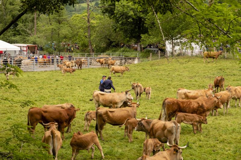 Éxito de la feria de Corao. Centenares de personas desafiaron el mal tiempo y disfrutaron del tracional certamen ganadero, que finalizó con un buen balance de operaciones.