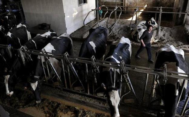 El 10% de la leche que se bebe en España es de Asturias