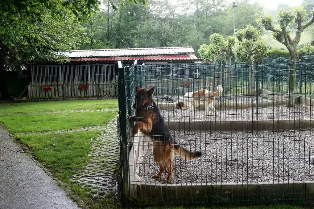 Instalaciones de El Xelán, en Aramil, donde en la actualidad hay cincuenta perros susceptibles de adopción. 