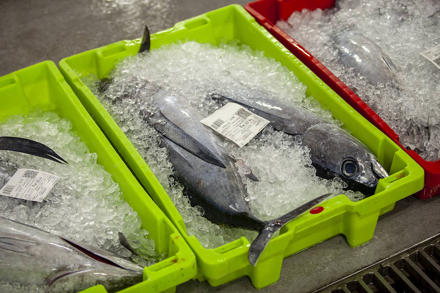 El primer bonito de la temorada subastado en EL Musel alcanzó el precio de 16,97 euros el kilo. En total fueron rulados 5.300 kilos del túnido