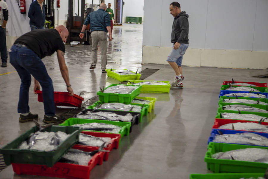 El primer bonito de la temorada subastado en EL Musel alcanzó el precio de 16,97 euros el kilo. En total fueron rulados 5.300 kilos del túnido