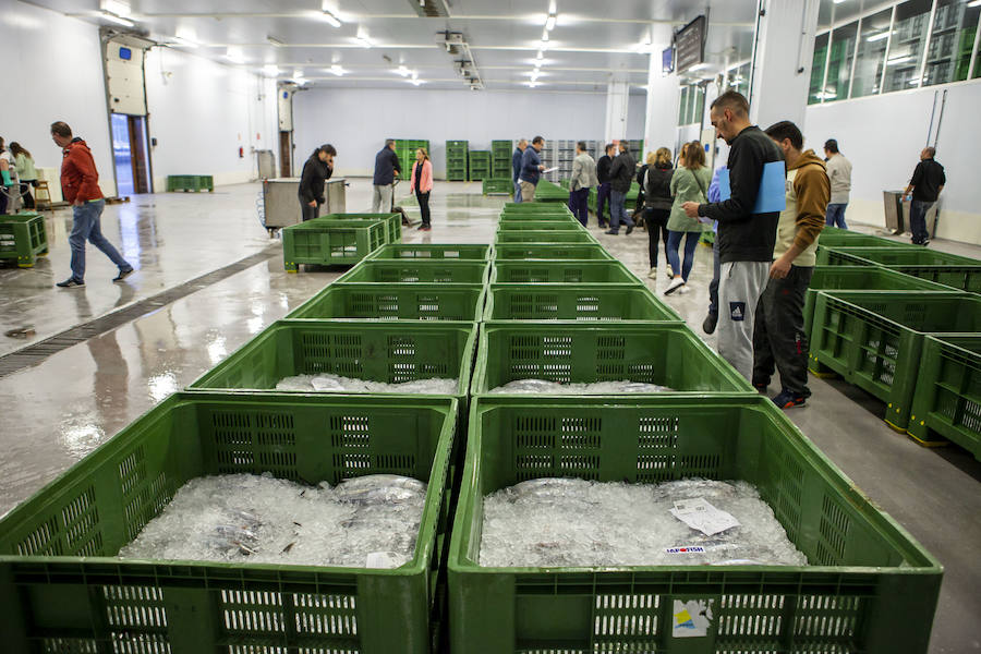 El primer bonito de la temorada subastado en EL Musel alcanzó el precio de 16,97 euros el kilo. En total fueron rulados 5.300 kilos del túnido