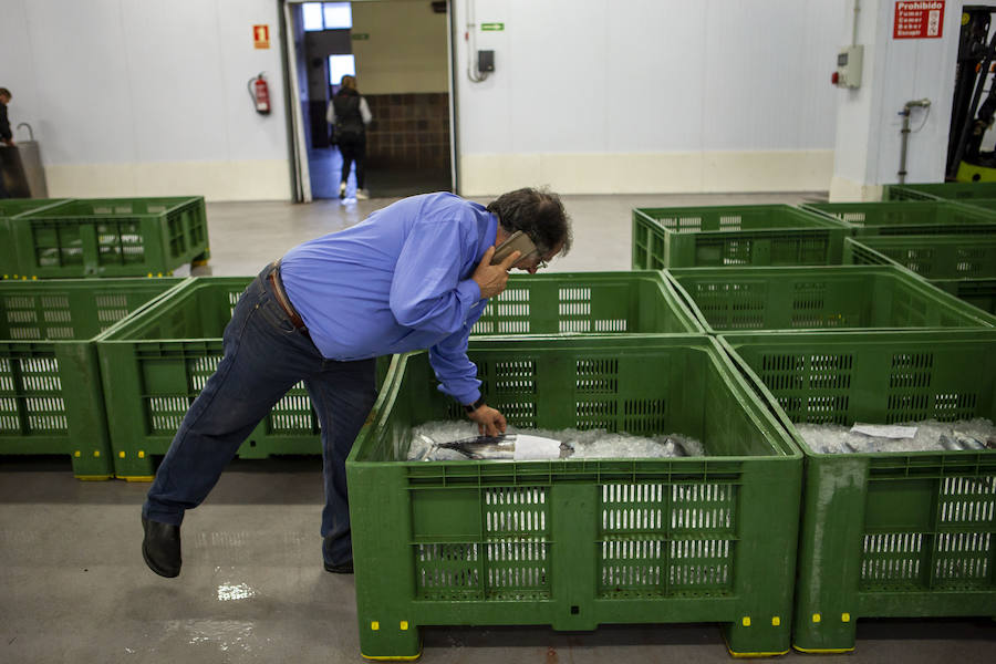 El primer bonito de la temorada subastado en EL Musel alcanzó el precio de 16,97 euros el kilo. En total fueron rulados 5.300 kilos del túnido