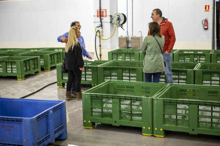 El primer bonito de la temorada subastado en EL Musel alcanzó el precio de 16,97 euros el kilo. En total fueron rulados 5.300 kilos del túnido