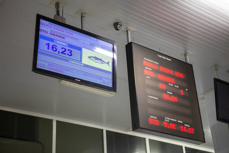 El primer bonito de la temorada subastado en EL Musel alcanzó el precio de 16,97 euros el kilo. En total fueron rulados 5.300 kilos del túnido