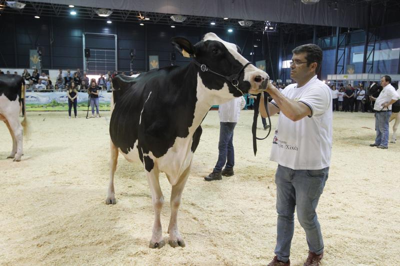 La ganadería gozoniega Badiola vuelve a alzarse con el primer premio de raza Frisona