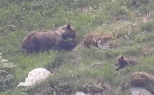 Somiedo, donde los osos se dejan ver